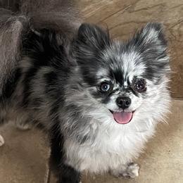 Trekkie - Pomeranian