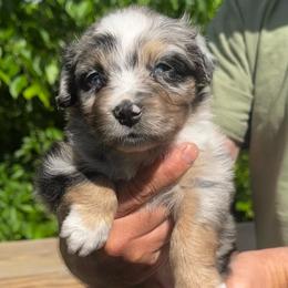 Mrs Tiggy Winkle - Blue merle female Australian Shepherd puppy in Mckenzie, Tennessee from Whispering Iris Aussies