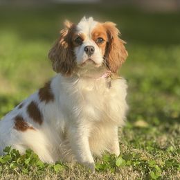 Cavalier King Charles Spaniels from Brandi McGrath