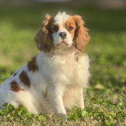 Cavalier King Charles Spaniels from Brandi McGrath