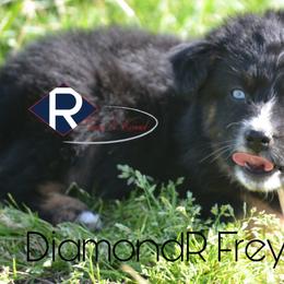 DiamondR Freya - Black tri female Miniature Australian Shepherd puppy in Gravette, Arkansas from DiamondR Mini Aussies @ DiamondR Farm & Kennel