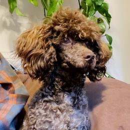 Chanel - Poodle