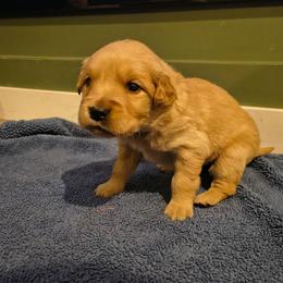 Blizzard (cream collar) - Golden male Golden Retriever puppy in Tenino, Washington from Oak River Goldens'