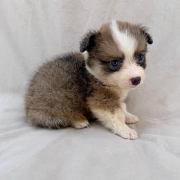 Sable Male - Sable male Pembroke Welsh Corgi puppy in Okeechobee, Florida from Cowtown Corgis & Border Collies