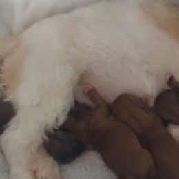 Shih Tzu Puppies from N.F.S.T Imperial ShihTzu Puppies.