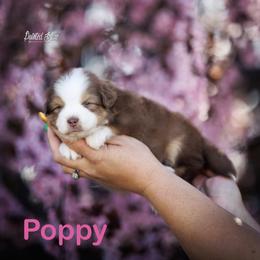 Poppy - Red tri-color female Miniature American Shepherd puppy in Herriman, Utah from Painted Blue Aussies