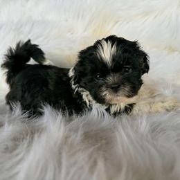 Black and white girl 2 - Black and white female Shihpoo puppy in Newark, Ohio from Gemini Kennels