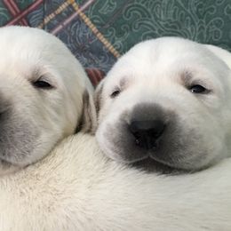 Golden Retriever and Labrador Retriever Puppies from Golden Hills Retrievers