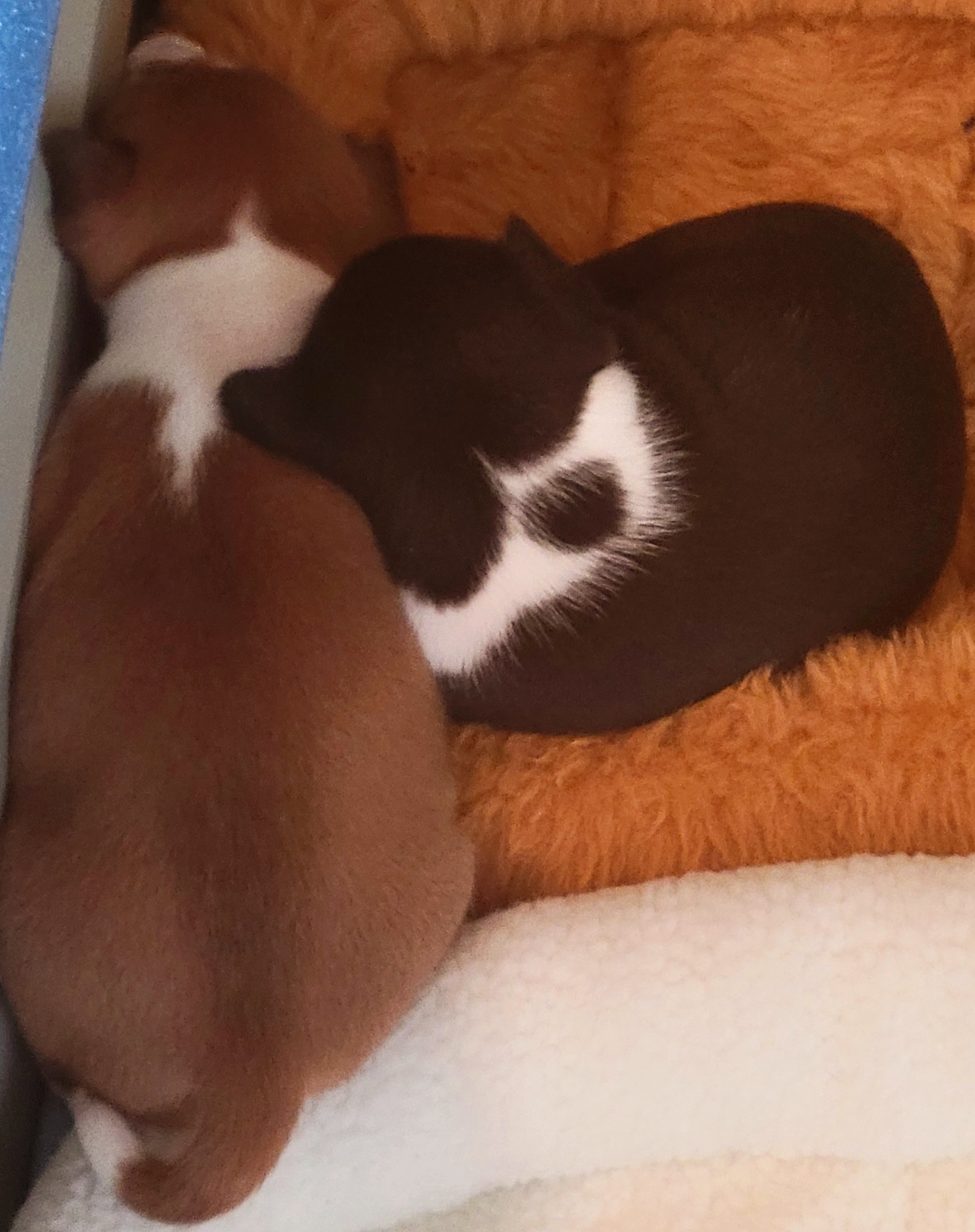 Basenji Puppies from Maererano Basenjis