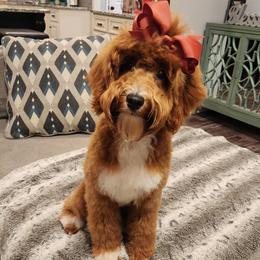 Poppy - Goldendoodle