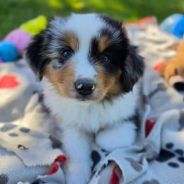 Axel - Blue merle male Miniature American Shepherd puppy in Kalama, Washington from Lone Pine Miniature American Shepherds