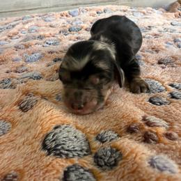 Boy 3 - Dapple male Dachshund puppy in Merced, California from JBDKennel