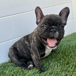 French Bulldogs from The Frenchie Connection SD