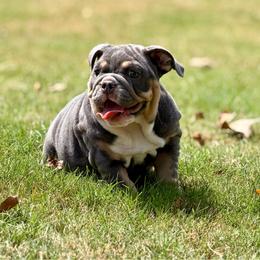 Alice - Blue tri-color female Bulldog puppy in Hernando, Mississippi from Blues City Bulldogs