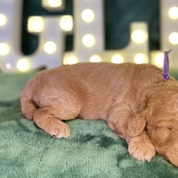 Joy - Goldendoodle puppy from Golden Life Doodles