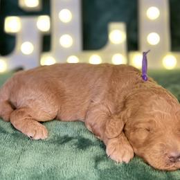 Joy - Goldendoodle puppy from Golden Life Doodles