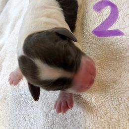English Springer Spaniel Puppies from Daisyland Springer Spaniels