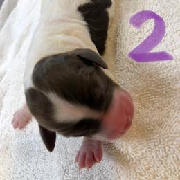 English Springer Spaniel Puppies from Daisyland Springer Spaniels