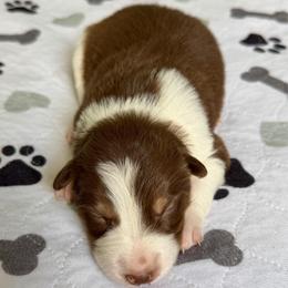 Sienna - White and red female Border Collie puppy in Rickman, Tennessee from Roaring River Border Collies