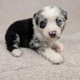 Clara - Blue merle female Miniature Australian Shepherd puppy in Bedias, Texas from JSK Aussie and Cavaliers