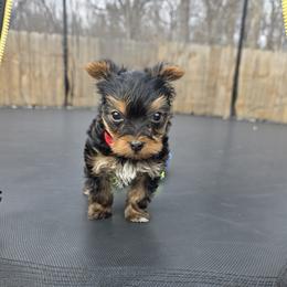 Mike - Black and tan male Yorkshire Terrier puppy in Pocahontas, Arkansas from 5 River Puppies