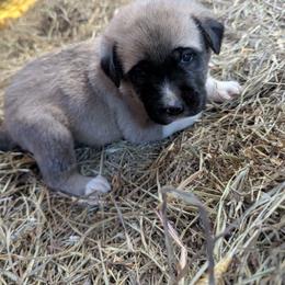 Girl 4- - Fawn female Anatolian Shepherd Dog puppy in Cleveland, Minnesota from Schmahl Family Farms