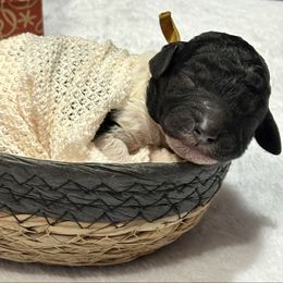 Maddie - Poodle puppy from Gulfside Poodles