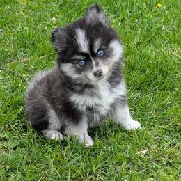 Dwight - Black and white male Pomsky puppy in Charlotte, Michigan from Moore Pomskies