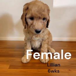 Goldendoodle Puppies from Stacy Warwick