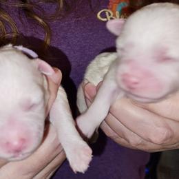 Girl 2 - White and buff female Bichon Frise puppy in Lavon, Texas from Sissy’s Heavenly Paws