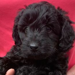 Australian Labradoodle Puppies from Aspen Grove Labradoodles