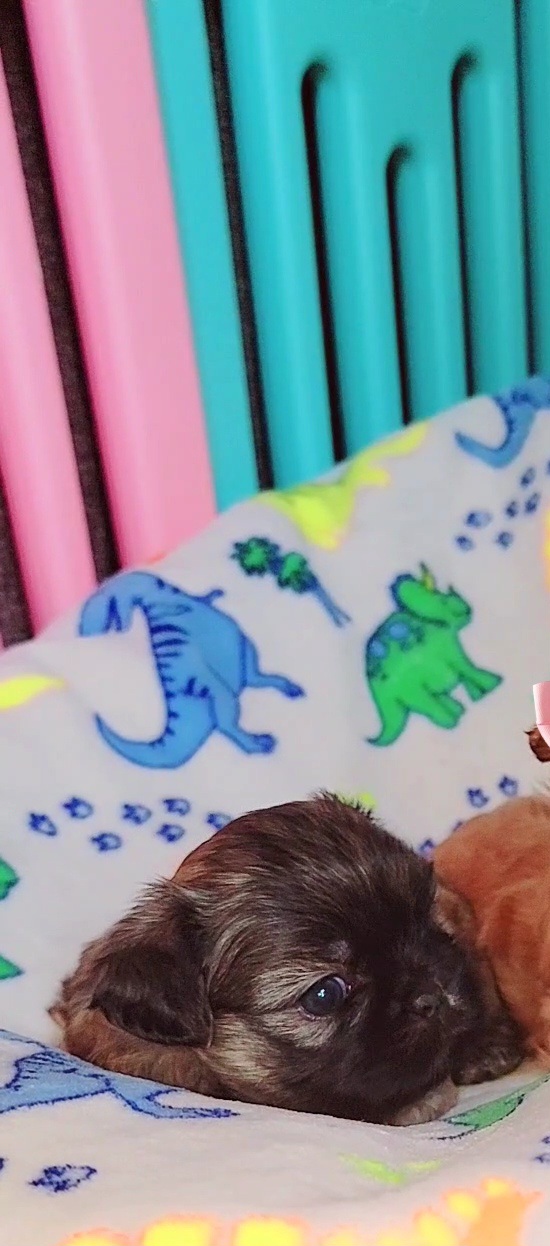 Shih Tzu Puppies from Shantii's Shih Tzu's