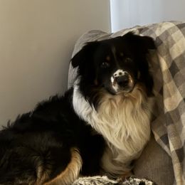 Whiskey - Companion Cross