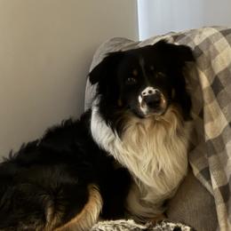 Whiskey - Companion Cross