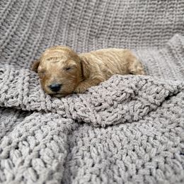 Beatrice - Red female Cavapoo puppy in Rio Linda, California from VitPom Puppies