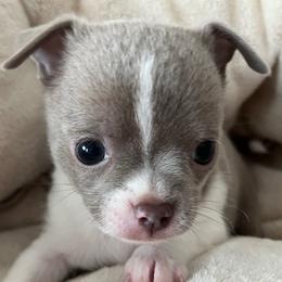 Comet - Silver and white Chihuahua puppy in Coweta, Oklahoma from Green Country Chihuahuas