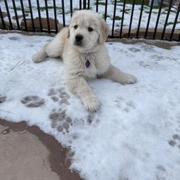 Golden Retriever Puppies from Amore Doro’ N Marshell Golden’s