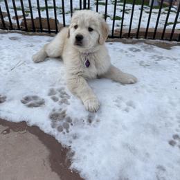 Golden Retriever Puppies from Amore Doro’ N Marshell Golden’s