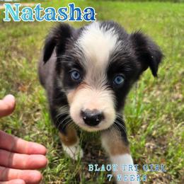 Natasha - Black tri-color female Australian Shepherd puppy in Abilene, Texas from S&K Aussies N' Rotties