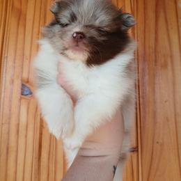 Prince Charming - Chocolate merle male Pomeranian puppy in Ada, Oklahoma from Once Upon A Puff