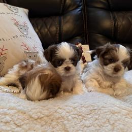 Shih Tzu Puppies from Wood Foo Breeders