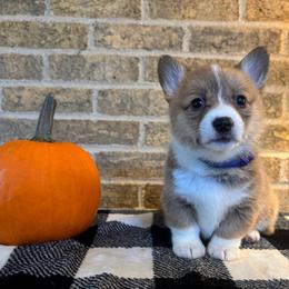 Purple collar female - Sable female Pembroke Welsh Corgi puppy in Mcarthur, Ohio from Bentley Corgis LLC