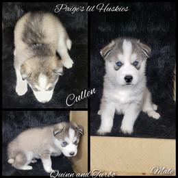 Cullen - Siberian Husky puppy in Bloomfield, Indiana from Paiges lil huskies
