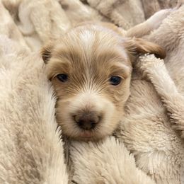 Biscuit - Cream male Dachshund puppy in Trenton, Florida from Tweenie Weenie Dachshunds