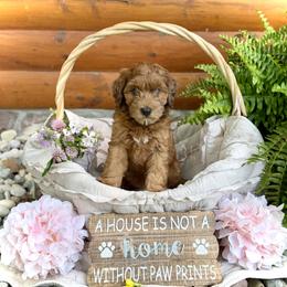 Daisy - Red female Whoodle puppy in Merritt, Michigan from Genesis Family Farm