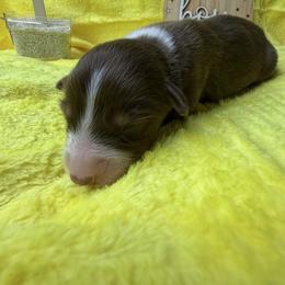Charlie - Red tri-color male Australian Shepherd puppy in Shepherdsville, Kentucky from Annie's Aussies