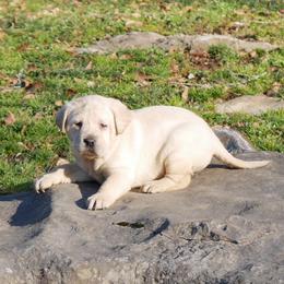 Snow - Yellow female Labrador Retriever puppy in Buffalo Valley, Tennessee from Buffalo Valley Breeders