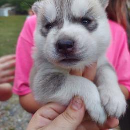 Granite - Gray and white male Siberian Husky puppy in Cassatt, South Carolina from Tundra Storm Siberians