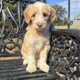 Girl (apricot tuxedo) 5 - Apricot female Goldendoodle puppy in Crawford, Mississippi from Magnolia State Poodles and Doodles