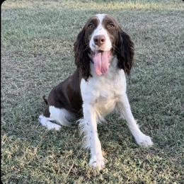Raya - English Springer Spaniel